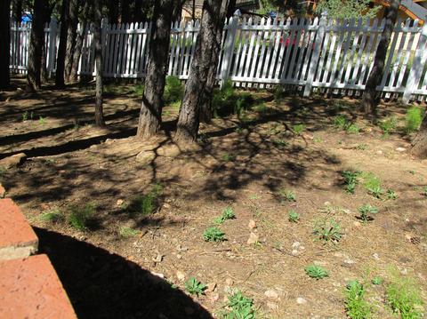 2301 E Pine Tree Ln, Flagstaff, AZ 86004 photo 24