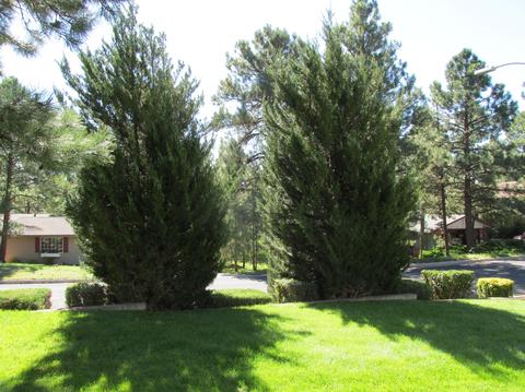 2301 E Pine Tree Ln, Flagstaff, AZ 86004 photo 9