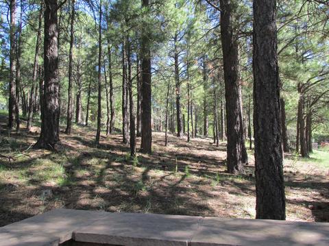 2301 E Pine Tree Ln, Flagstaff, AZ 86004 photo 21