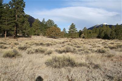 5290 E Forest Dr, Flagstaff, AZ 86004 photo 3