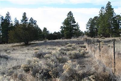 5290 E Forest Dr, Flagstaff, AZ 86004 photo 2