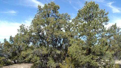 592 E Jackpine Ln, Williams, AZ 86046 photo 5