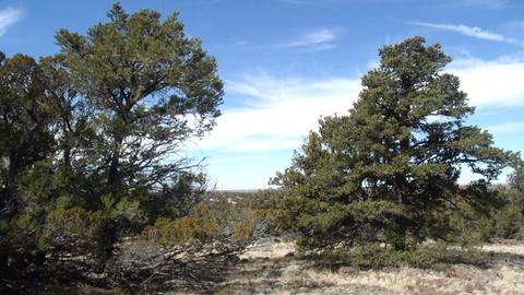 592 E Jackpine Ln, Williams, AZ 86046 photo 7