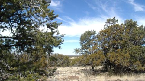592 E Jackpine Ln, Williams, AZ 86046 photo 6
