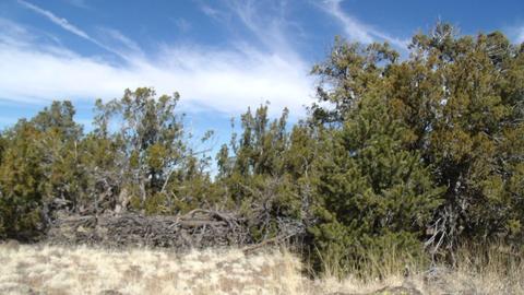 592 E Jackpine Ln, Williams, AZ 86046 photo 9