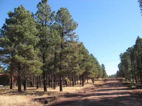 13135 Fallow Deer Rd, Parks, AZ 86018 photo 1