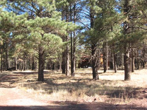 13135 Fallow Deer Rd, Parks, AZ 86018 photo 3