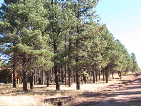 13135 Fallow Deer Rd, Parks, AZ 86018 photo 2