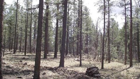 3806 E Pine Top Dr, Williams, AZ 86046 photo 18