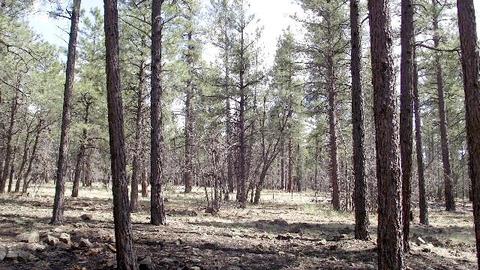 3806 E Pine Top Dr, Williams, AZ 86046 photo 19