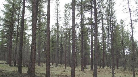 3806 E Pine Top Dr, Williams, AZ 86046 photo 5