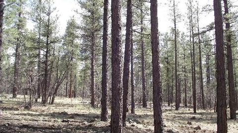 3806 E Pine Top Dr, Williams, AZ 86046 photo 21