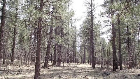 3806 E Pine Top Dr, Williams, AZ 86046 photo 24