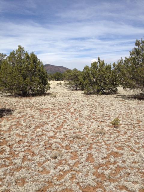 1065 E Galewood Dr, Williams, AZ 86046 photo 5