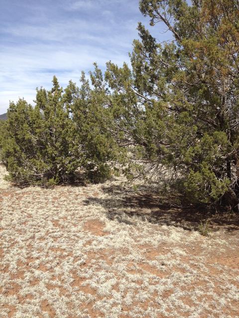 1065 E Galewood Dr, Williams, AZ 86046 photo 25