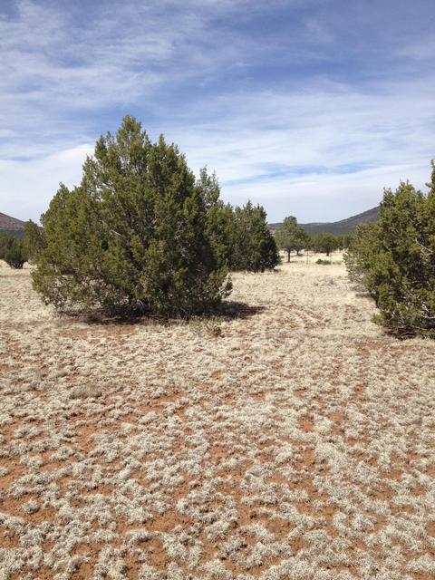 1065 E Galewood Dr, Williams, AZ 86046 photo 18