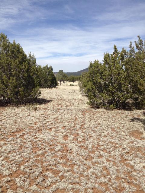 1065 E Galewood Dr, Williams, AZ 86046 photo 20