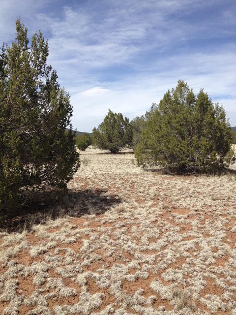 1065 E Galewood Dr, Williams, AZ 86046 photo 13