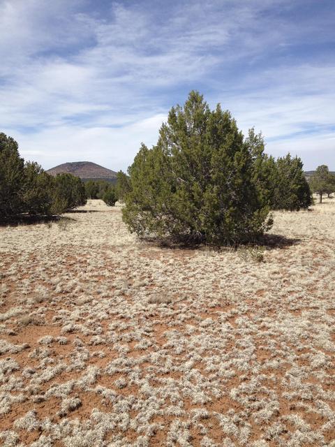 1065 E Galewood Dr, Williams, AZ 86046 photo 16