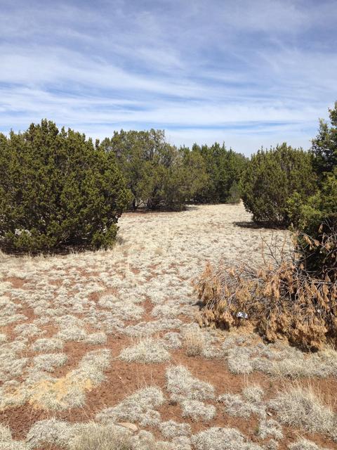 1065 E Galewood Dr, Williams, AZ 86046 photo 3