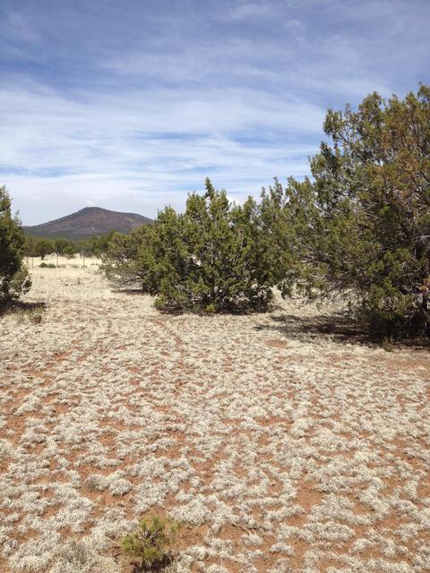1065 E Galewood Dr, Williams, AZ 86046 photo 10