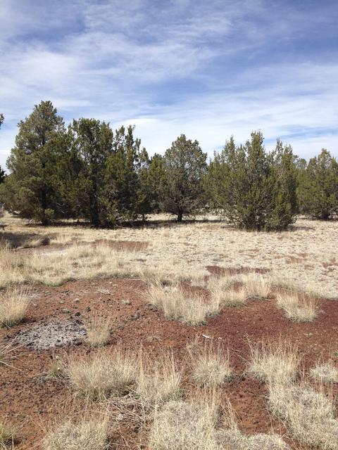 1065 E Galewood Dr, Williams, AZ 86046 photo 2