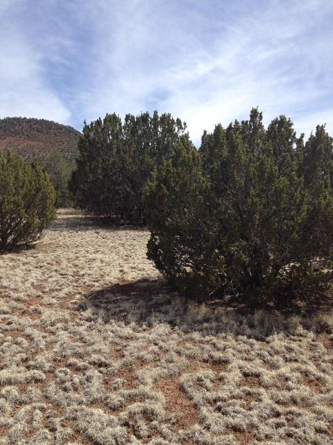 1065 E Galewood Dr, Williams, AZ 86046 photo 9