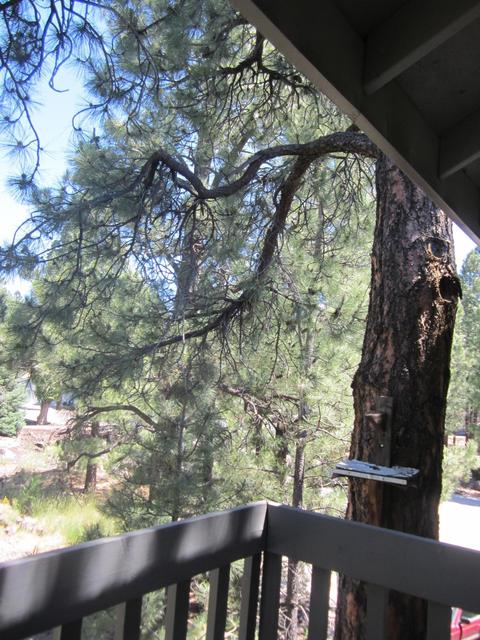 111 E Oak Ave #8, Flagstaff, AZ 86001 photo 13