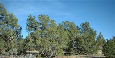 11823 S Pipecreek Loop E, Williams, AZ 86046 photo 1