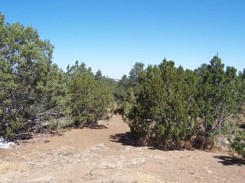 7133 N Apache Ave, Williams, AZ 86046 photo 4