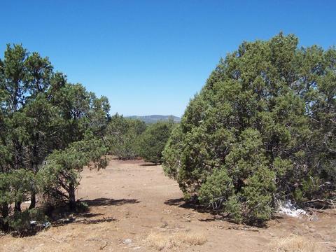 7133 N Apache Ave, Williams, AZ 86046 photo 8