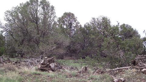 1174 E Sagebrush Rd, Williams, AZ 86046 photo 12