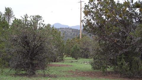 1174 E Sagebrush Rd, Williams, AZ 86046 photo 2
