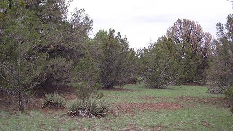 1174 E Sagebrush Rd, Williams, AZ 86046 photo 13