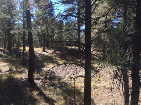 4197 S Pheasant Run Dr, Flagstaff, AZ 86001 photo 26