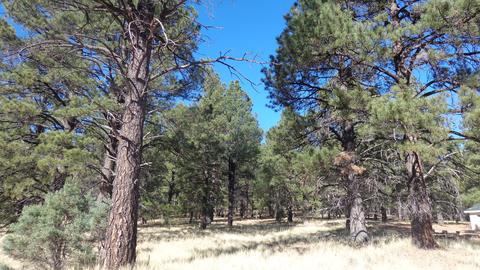 1657 S Minstrel Ln, Williams, AZ 86046 photo 7