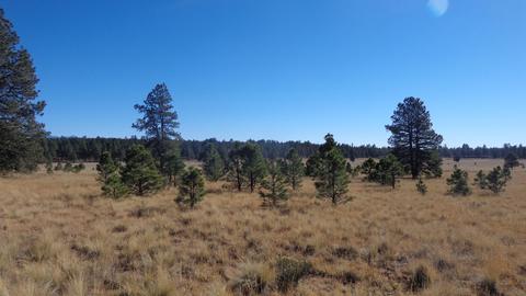 1657 S Minstrel Ln, Williams, AZ 86046 photo 9