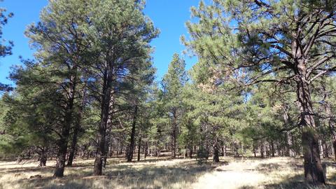 1657 S Minstrel Ln, Williams, AZ 86046 photo 3