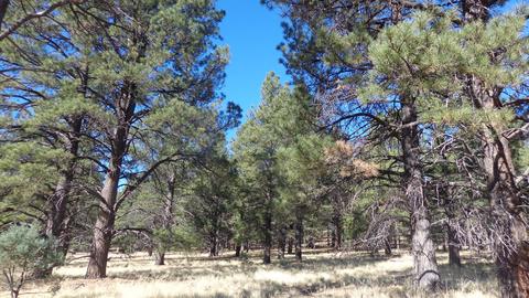 1657 S Minstrel Ln, Williams, AZ 86046 photo 5