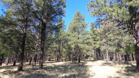 1657 S Minstrel Ln, Williams, AZ 86046 photo 4