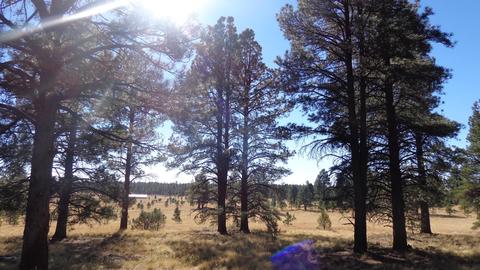1657 S Minstrel Ln, Williams, AZ 86046 photo 2