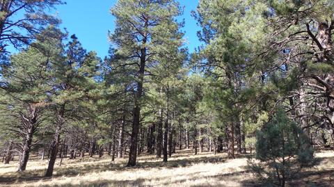 1657 S Minstrel Ln, Williams, AZ 86046 photo 8