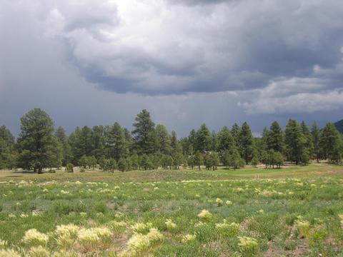 2802 W Burning Tree Dr, Williams, AZ 86046 photo 7