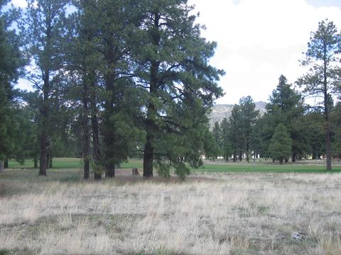 2802 W Burning Tree Dr, Williams, AZ 86046 photo 5