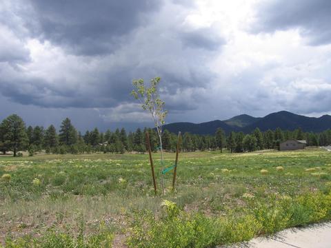 2802 W Burning Tree Dr, Williams, AZ 86046 photo 6