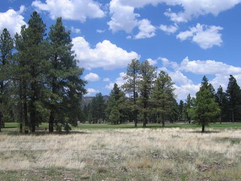 2802 W Burning Tree Dr, Williams, AZ 86046 photo 2
