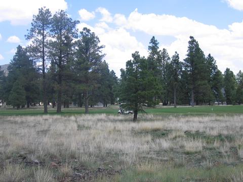 2802 W Burning Tree Dr, Williams, AZ 86046 photo 4