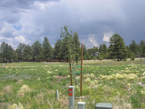 2802 W Burning Tree Dr, Williams, AZ 86046 photo 9