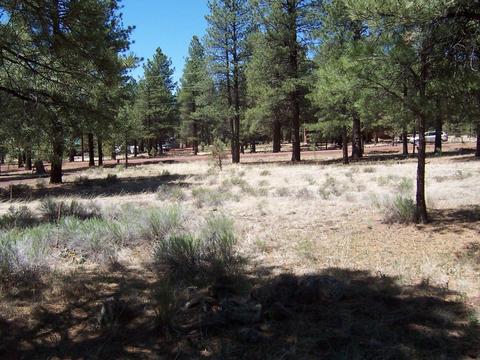 7210 E Long Bow Dr, Williams, AZ 86046 photo 4
