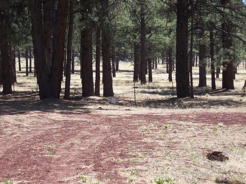 7210 E Long Bow Dr, Williams, AZ 86046 photo 3